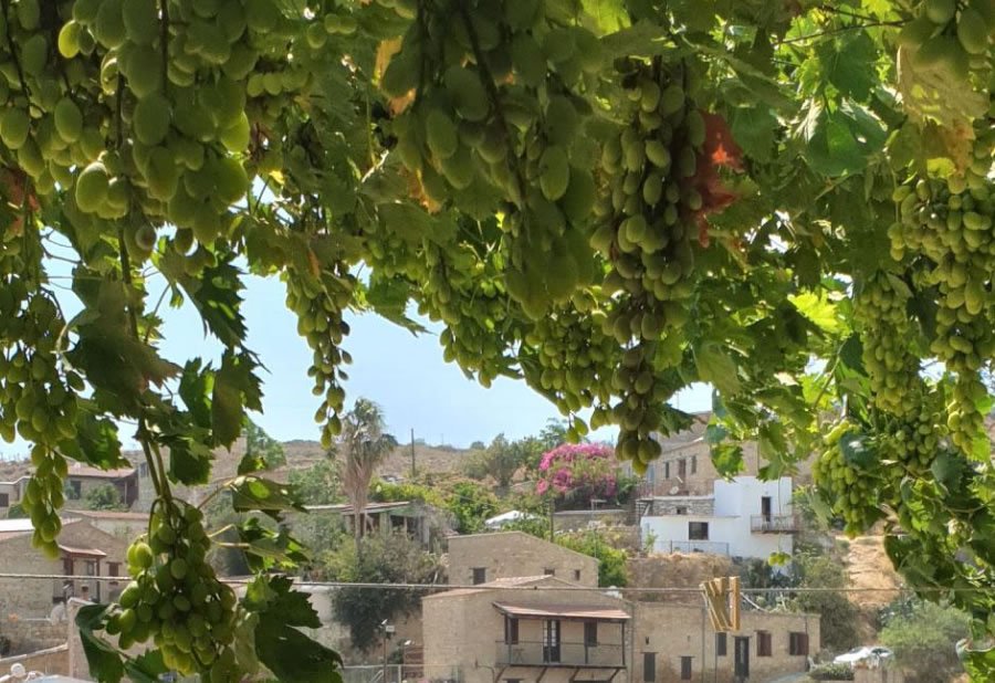 Why Are There So Many Village Festivals Around Paphos in August?