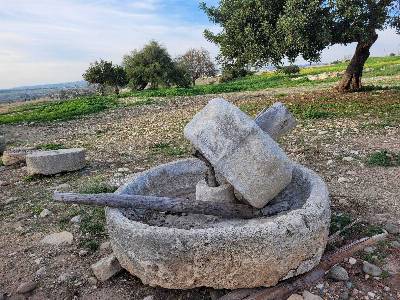 Каменный жернов на территории Палепафоса