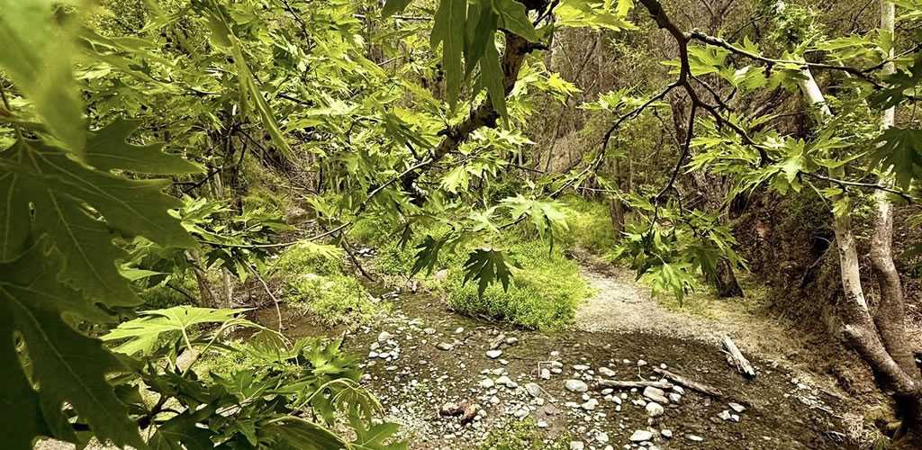 Nature surrounding Tzelefos Bridge in the Paphos Forest