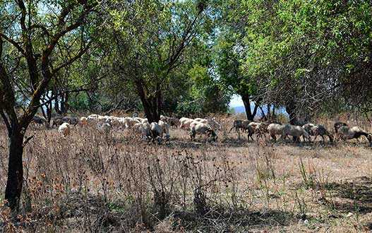 Фалея, Пафос, Кипр