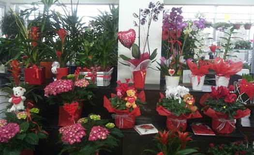 Golden Rose Flower Shop and Garden Centre в Пафосе