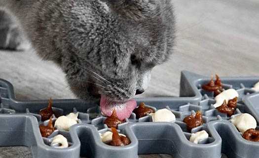 House of Paws в Пафосе