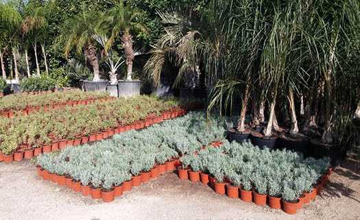 L.G. Green Nature Nurseries Ltd в Пафосе