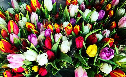 London Home & Garden в Пафосе