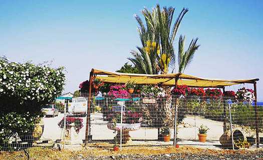 Katerina pavlou Nurseries в Пафосе