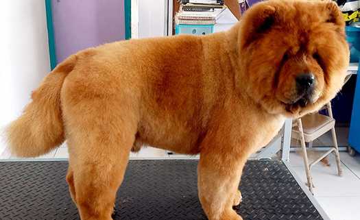 Kim's K9 Klippers в Пафосе