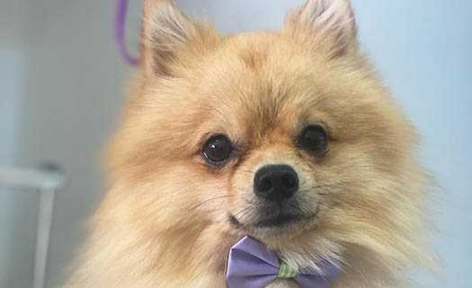 Spaw Pet Spa & Boutique в Пафосе