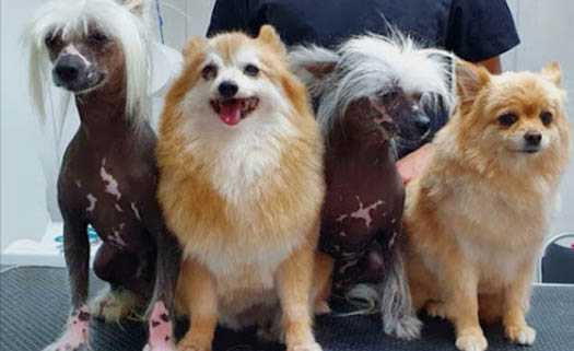 Dog Grooming by Andreas in Paphos