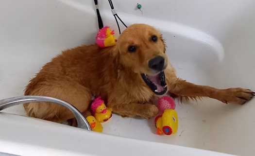 Doggy care by Theodora in Paphos