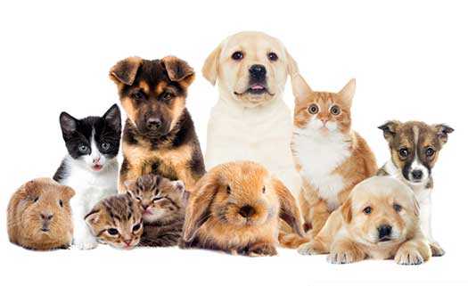 Onlyvets Veterinary Clinics in Paphos