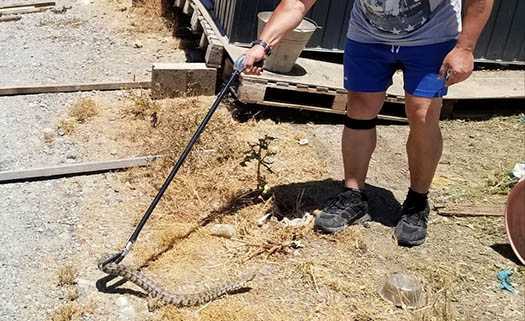Cyprus Herpetological Team in Paphos