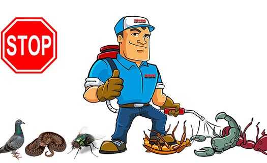 Panic Pest Control in Paphos