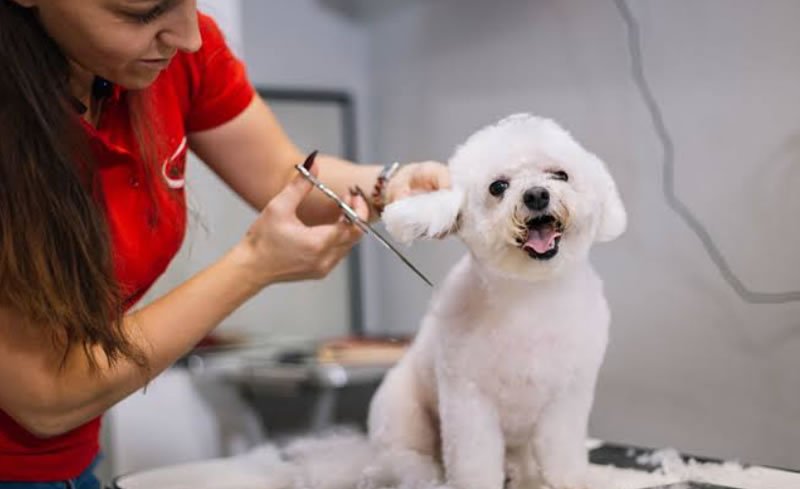 Mobile home grooming by Emmy in Paphos
