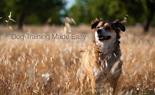 PetSpot | Dog Training Made Easy in Paphos