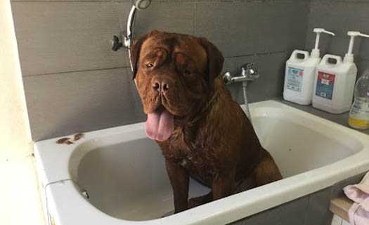 Waggs Dog Grooming Salon in Paphos