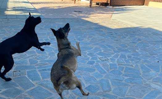 Woof kennels and doggie daycare in Paphos